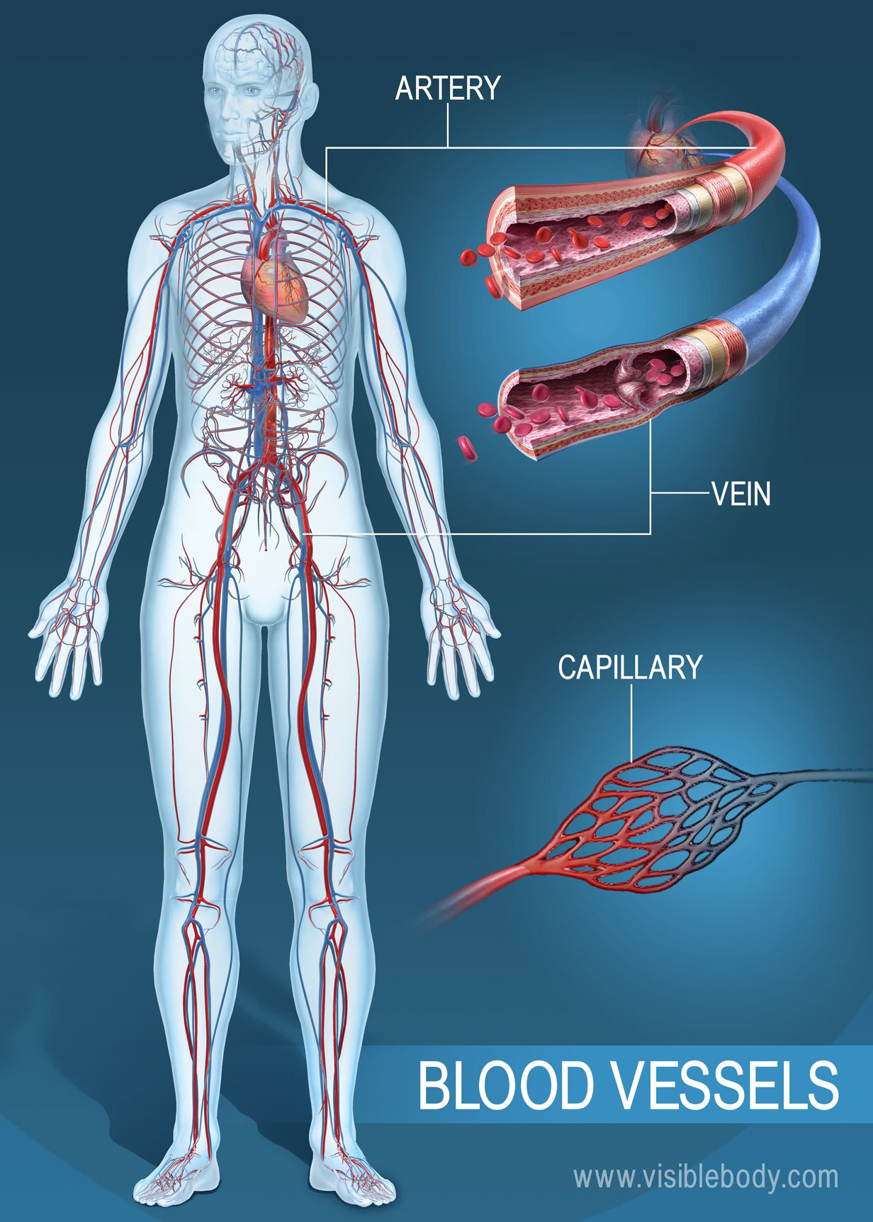 Blood vessels of the human body