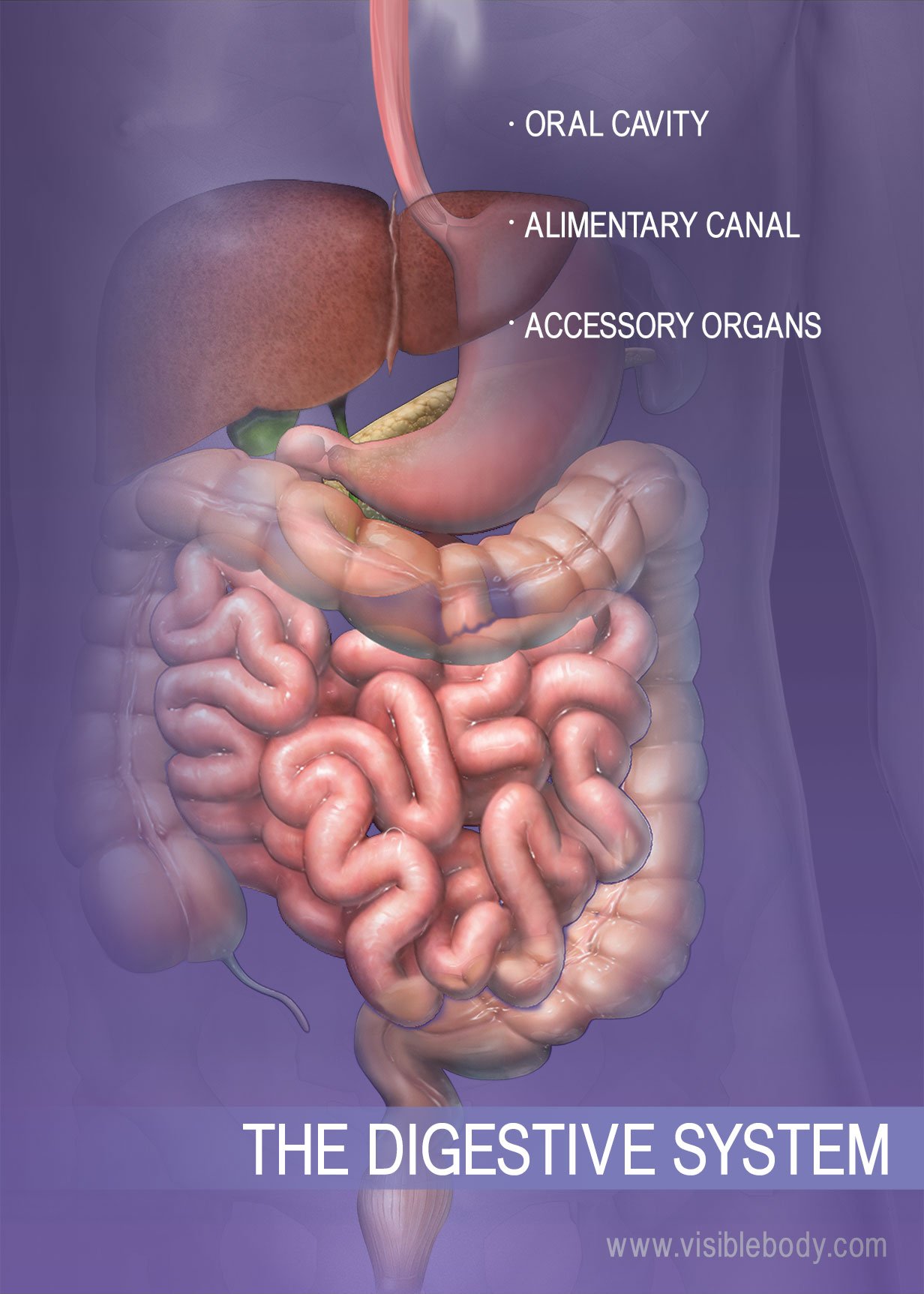 The structures of the digestive system