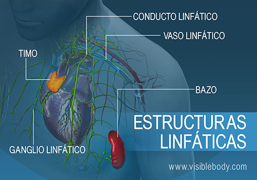 02B-Estructuras-linfáticas