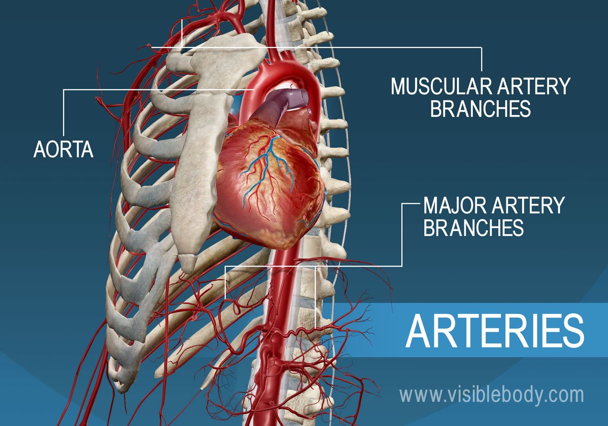 The major arteries and branches of the body