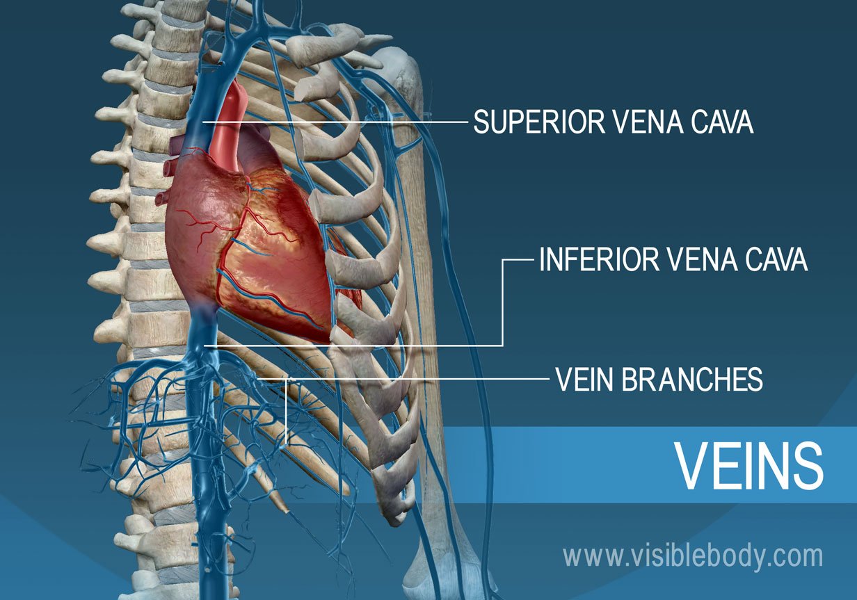 The superior and inferior vena cava