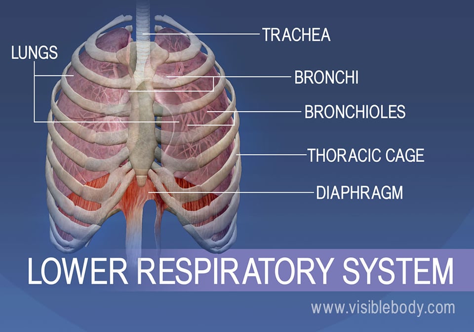 Structures of the lower respiratory system consist of trachea, bronchii, bronchioles, thoracic cage, lungs, and diaphragm