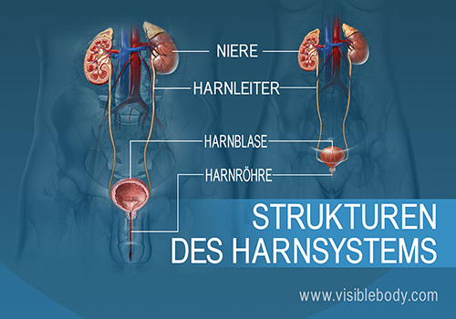 Vergleich des männlichen und weiblichen Harnsystems