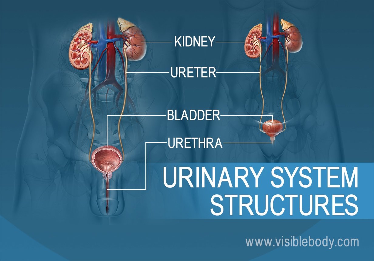 A comparison of the male and female urinary system