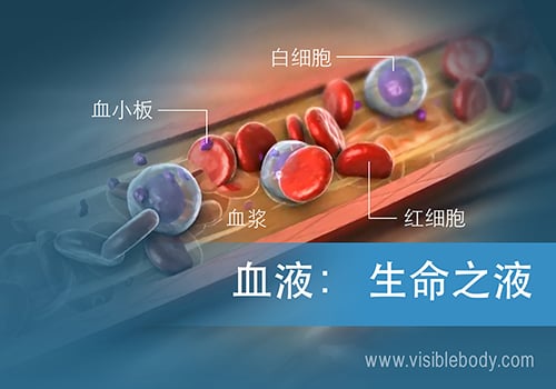 2020-01B-Blood-Vessels Chinese