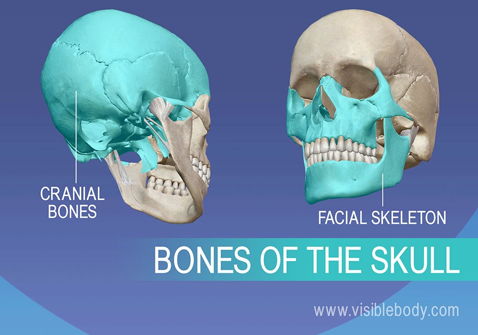 Cranial bones and Facial skeleton