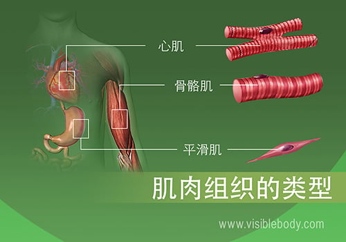 2020-2B-Types-of-Muscle-Tissue Chinese