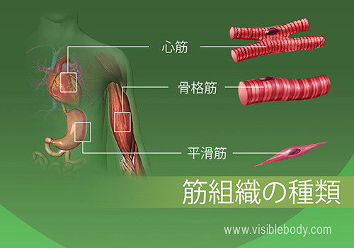 人体の心筋、骨格筋および平滑筋