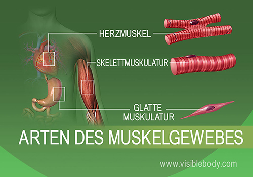 Glatte, Skelett- und Herzmuskulatur des menschlichen Körpers