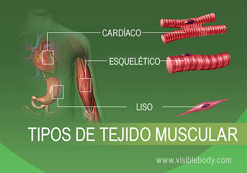 Músculo cardíaco, esquelético y liso en el cuerpo humano