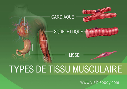 2B-Types-de-tissu-musculaire-FR01