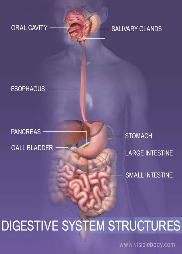 Overview of the digestive system