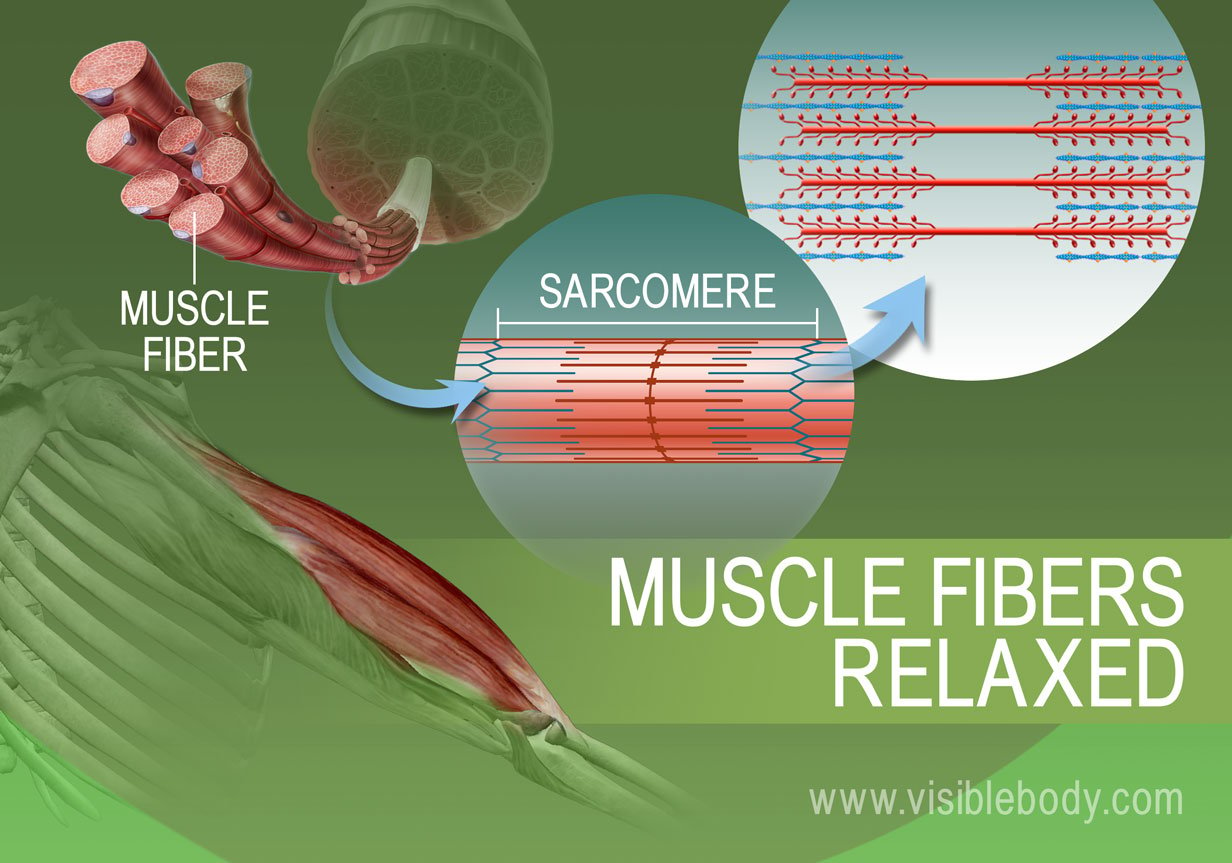 Relaxed state of actin and myosin filaments