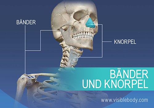 Das Skelettsystem besteht aus 206 Knochen sowie Knorpeln und Bändern