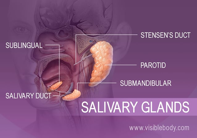 Location of different saliva producing glands in the mouth