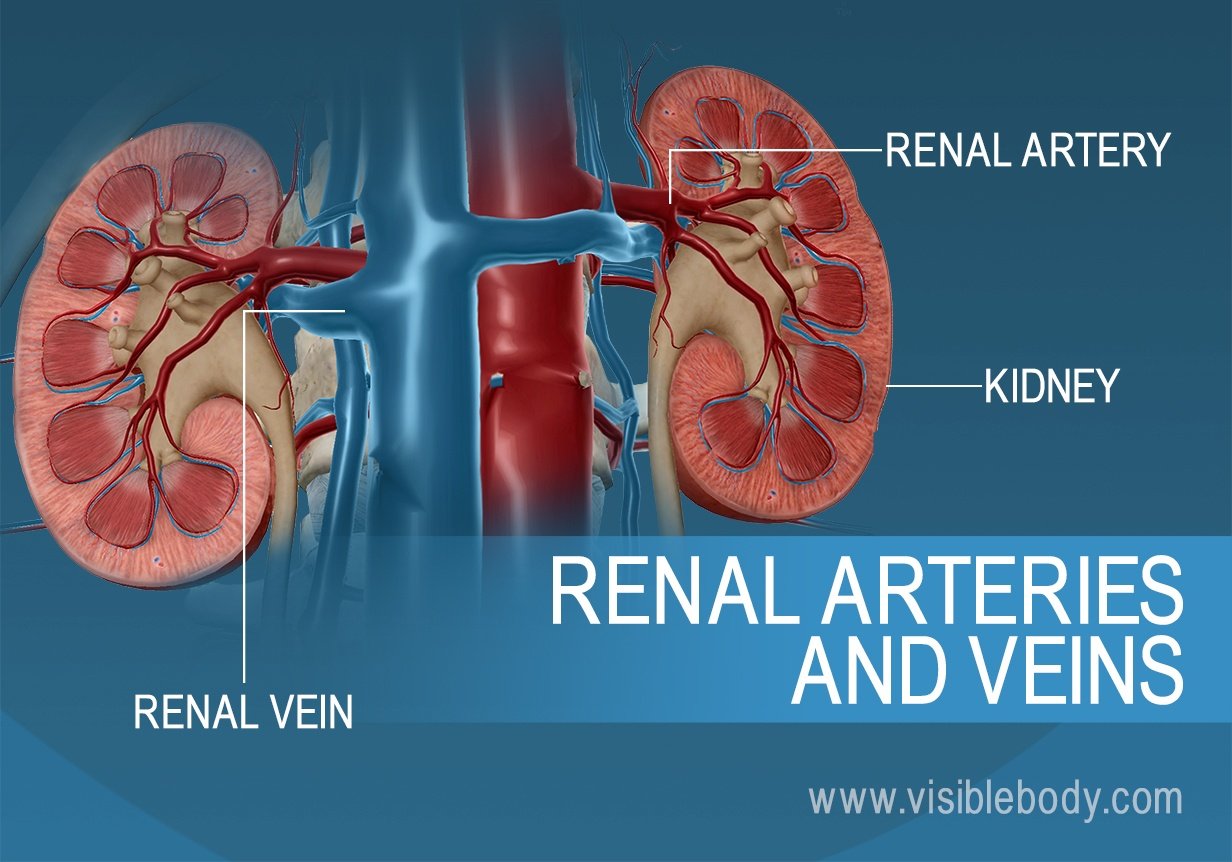 Blood flow into and out of the kidneys through the renal artery and veins