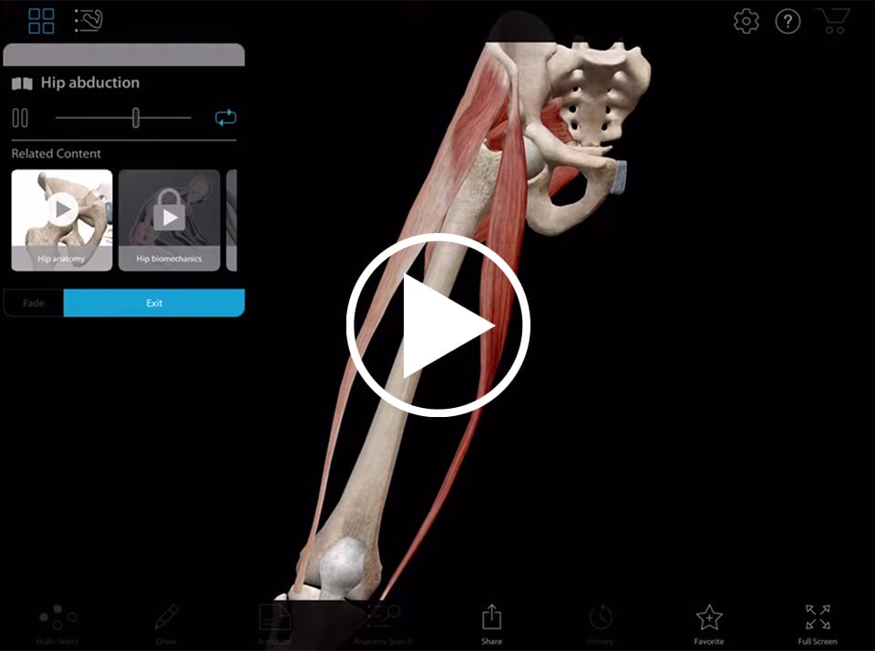 Hip motion in Muscle Premium by Visible body