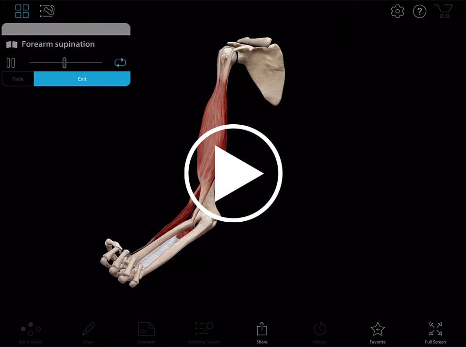 Forearm movement using Muscle Premium by Visible body