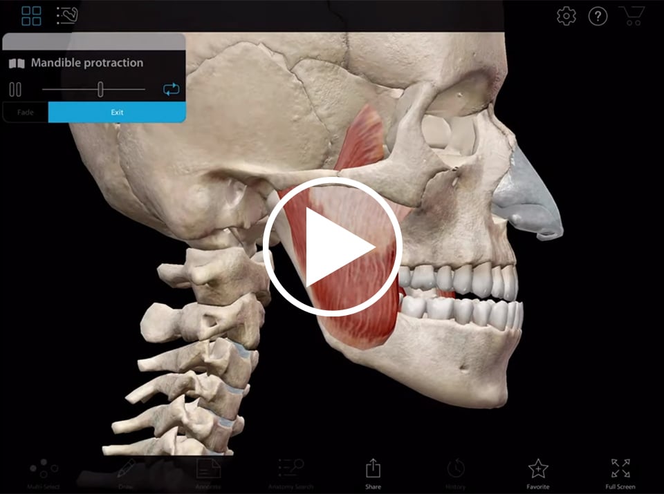 Mandible protraction and retraction in Muscle Premium by Visible body