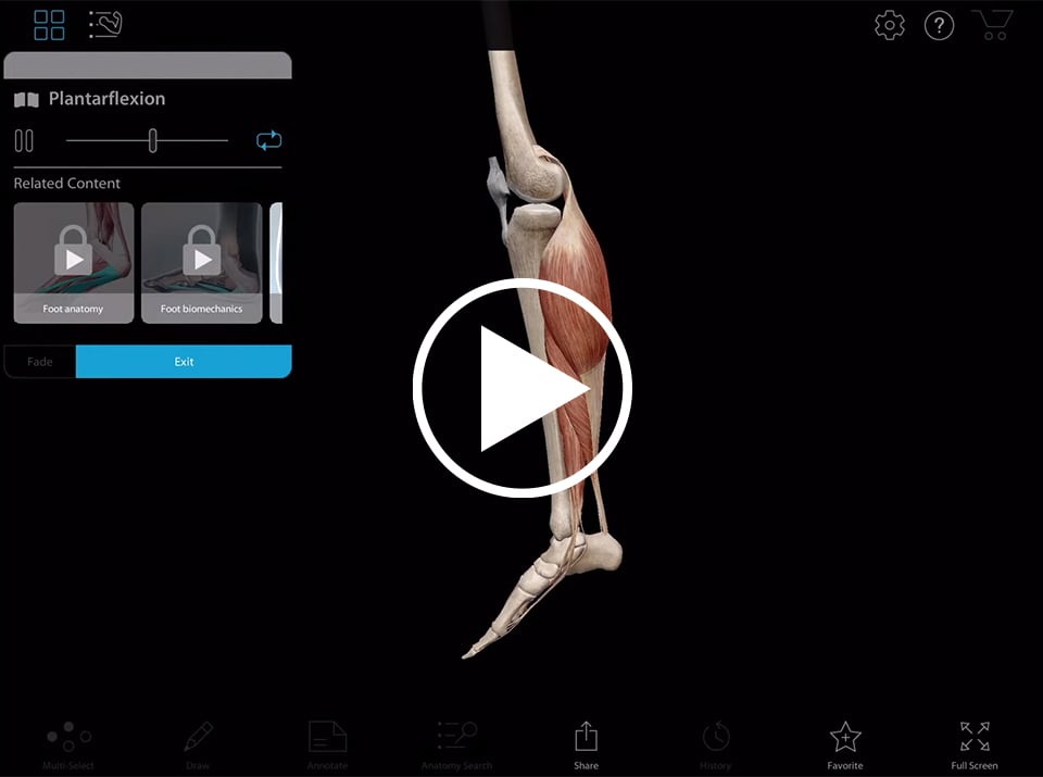 Plantarflexion and dorsiflexion of the foot