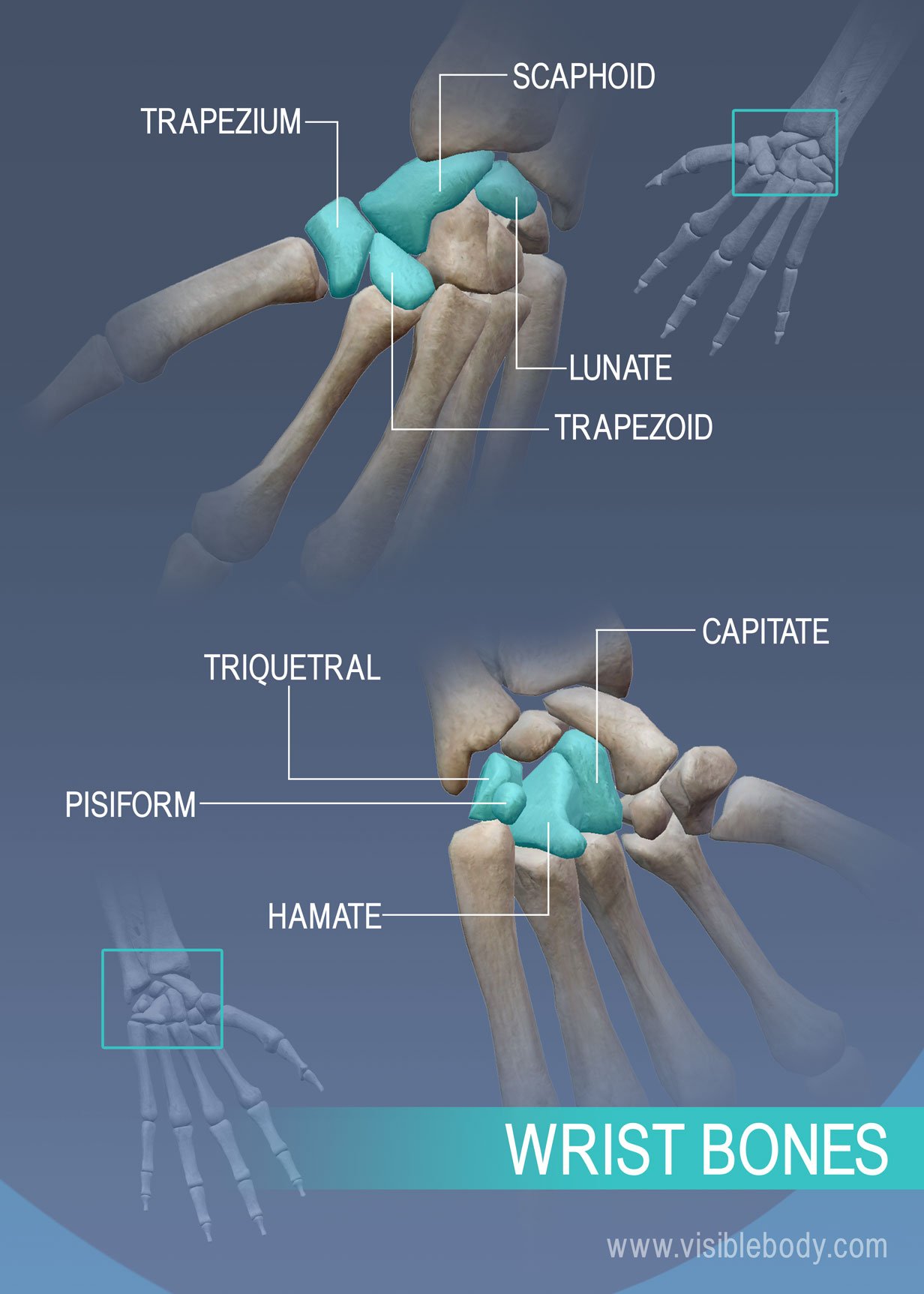 Trapezium, Scaphoid, Lunate, Trapezoid, Capitate, Triquetral, Pisiform, and Hamate