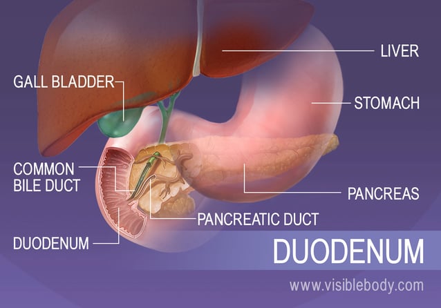 The duodenum in context