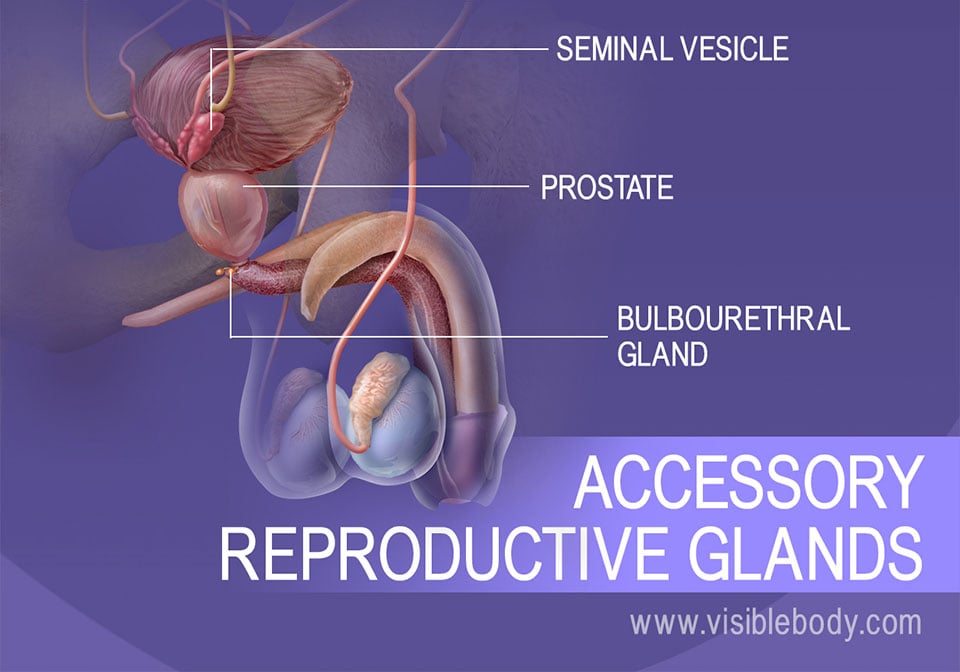 The seminal vesicle, prostate, and bulbourethral gland; secondary reproductive glands