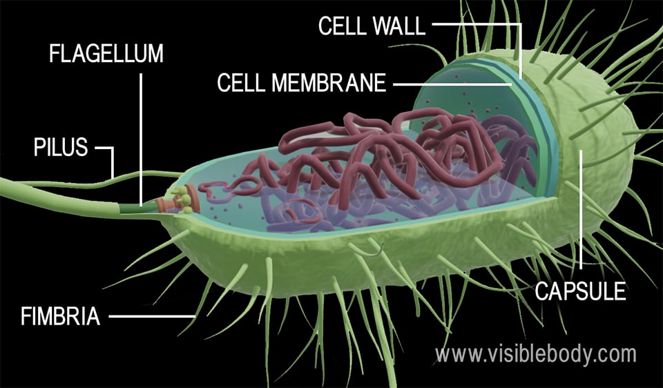 3d rendering of the structures of a bacteria cell