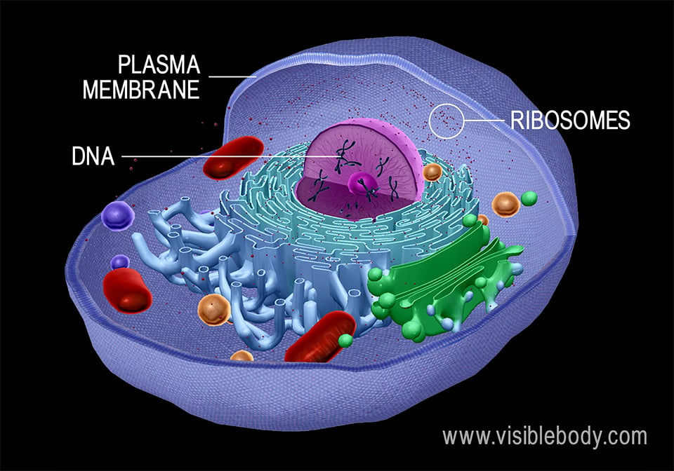 Cells have a plasma membrane and contain ribosomes and genetic material.