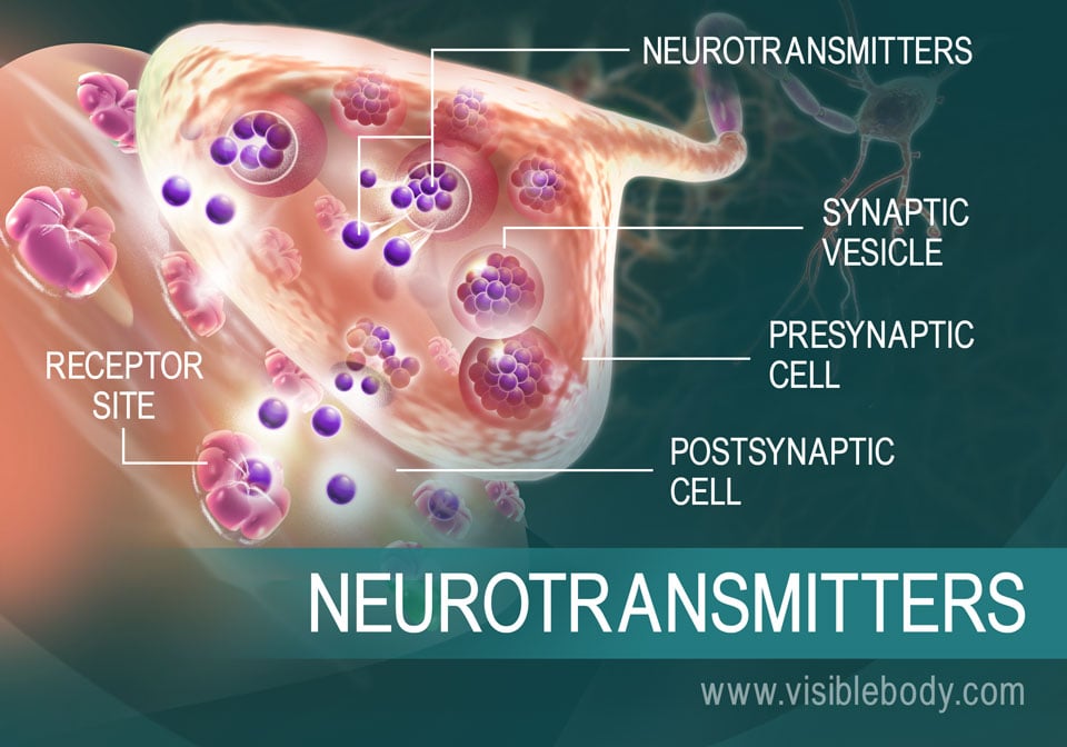 An overview of how neurotransmitters move between synapses