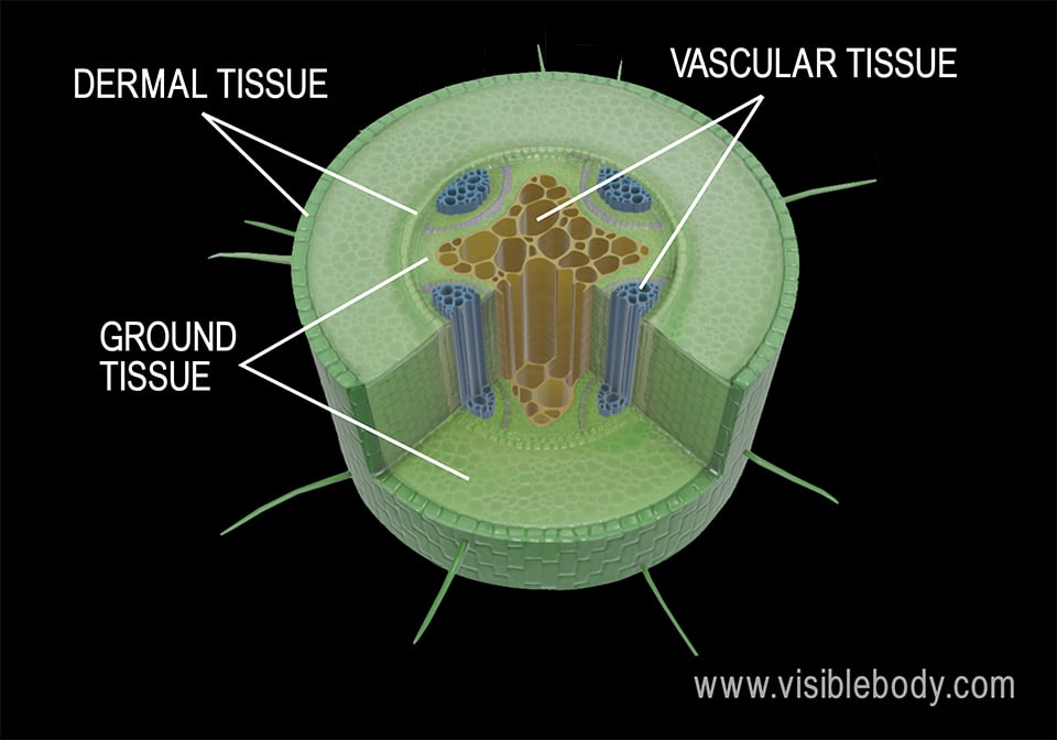 Dermal tissue, vascular tissue, and ground tissue in a dicot root.