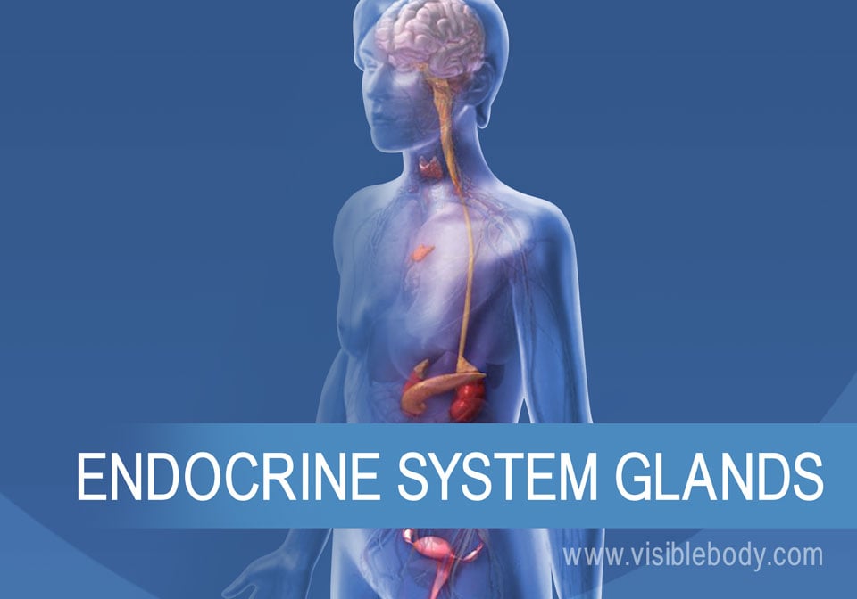 The Endocrine Glands and How They Work