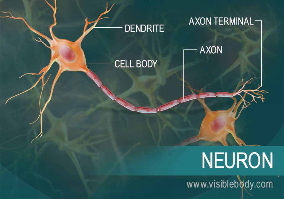 An overview of how neurons conduct messages as electrical signals