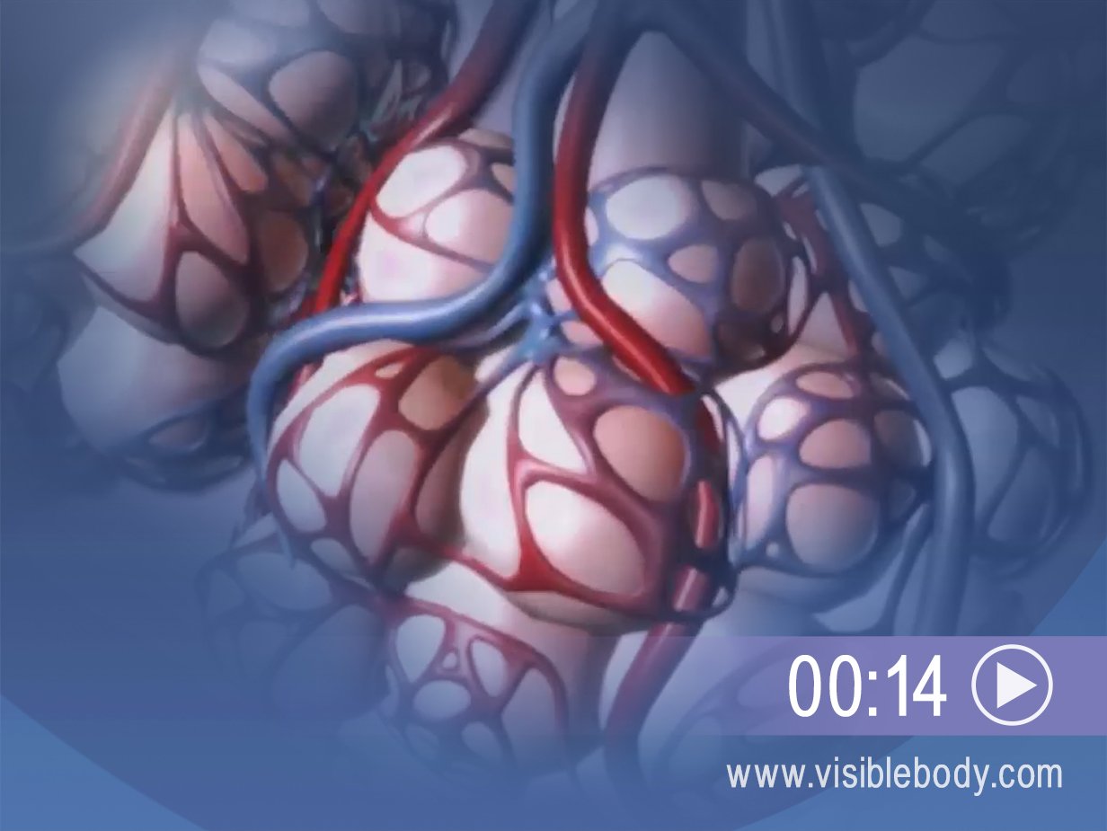 Click to play a description of alveoli and external respiration