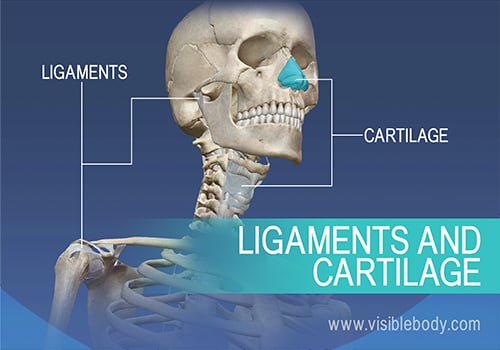 The skeletal system is composed of 206 bones, cartilage, and ligaments