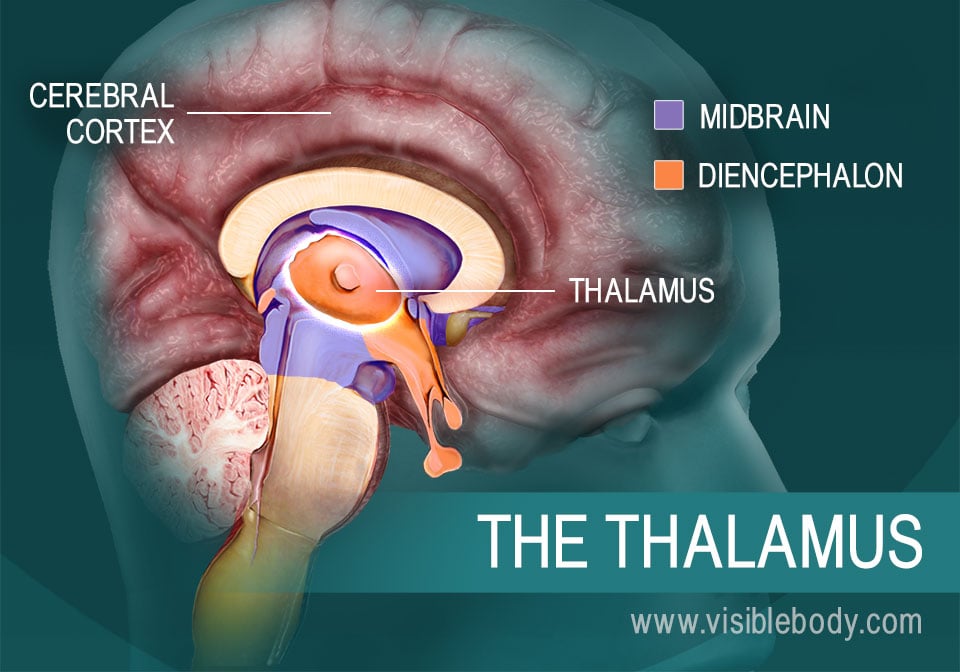 The thalamus and its position in the brain