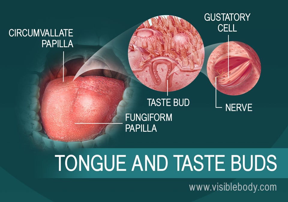 A diagram of the tongue and taste buds