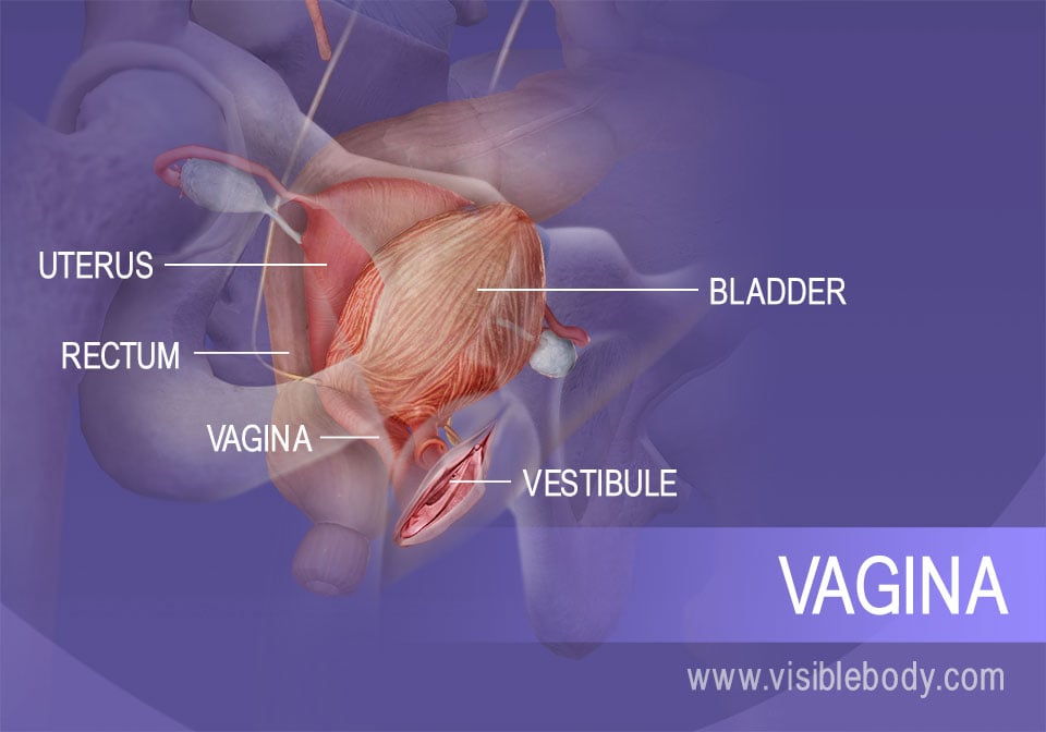 The inner section of the female reproductive system and the urinary bladder