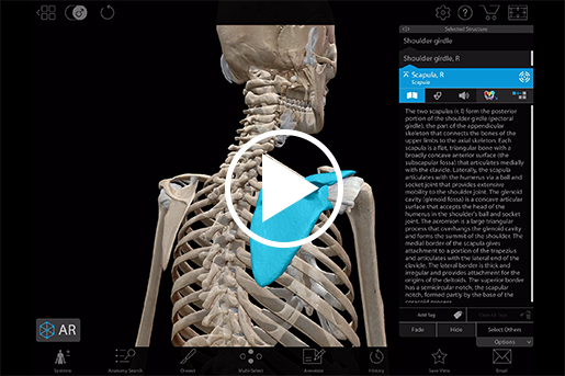 Clavicle and scapula in Human Anatomy Atlas