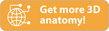 Get more 3D anatomy!