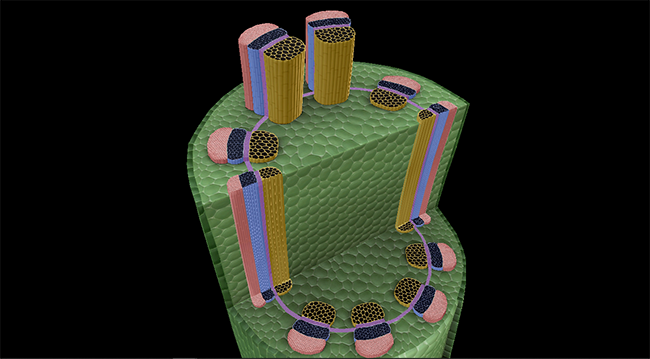 A cross-section of a dicot stem