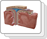 Cortes transversales del cerebro y las meninges