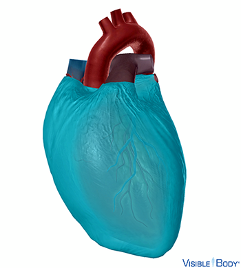 Pericardium