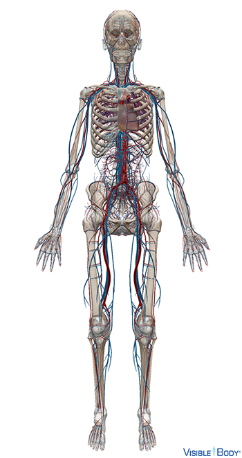 Circulatory system