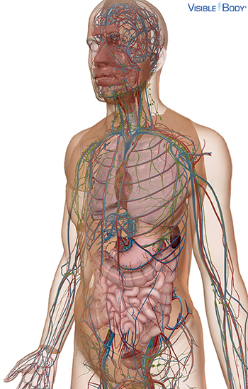 Transparent view of the body revealing circulatory system and organs