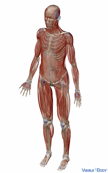 Angled view of the human muscular system