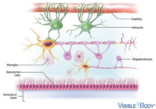 Neuroglia