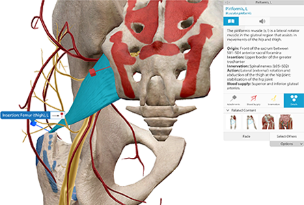 VB Courseware showing brain stem anatomy in 3d