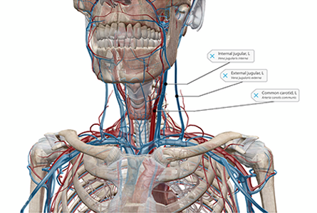 VB Courseware showing shoulder anatomy in 3d