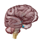 Sistema endocrino